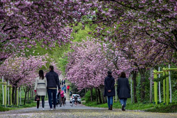 2025 Kirchblütenfest
